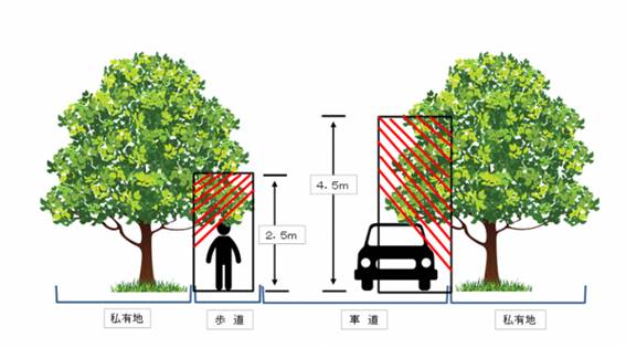 道路にはみ出した木の枝の伐採・剪定範囲を表した図